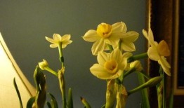 水仙之梦机制最新爆料,最新机制爆料深度解析